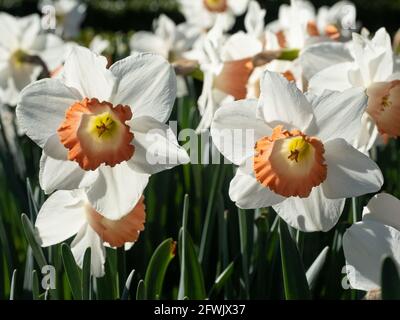 Eine Gruppe von weißen und orangen „Pink Charm“ Narzissen an einem sonnigen Frühlingstag. Stockfoto