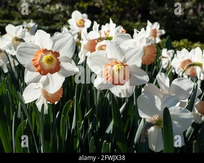 Eine Gruppe von weißen und orangen „Pink Charm“ Narzissen an einem sonnigen Frühlingstag. Stockfoto