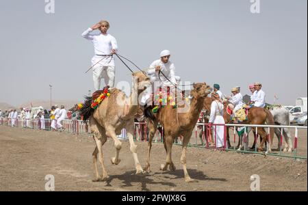 Khadal, Oman, 28. April 2018: omanische Männer in traditioneller Kleidung, reiten auf ihren Kamelen Stockfoto