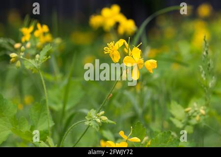 Chelidonium majus, größere Zölianenkraut in Wiese gelben Blüten Nahaufnahme selektiven Fokus Stockfoto