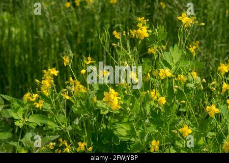 Chelidonium majus, größere Zölianenkraut in Wiese gelben Blüten Nahaufnahme selektiven Fokus Stockfoto