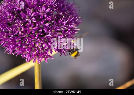 Biene auf Allium Blume. Stockfoto