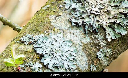 Flechten Parmelia sulcata auf Baumrinde, super Makro Stockfoto