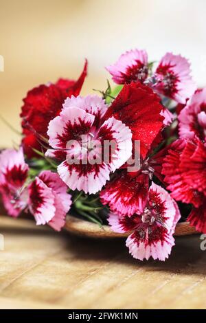 Eine beliebte duftende zweijährige Gartenpflanze, Sweet William oder Dianthus barbatus. Selektiver Fokus, Nahaufnahme. Stockfoto