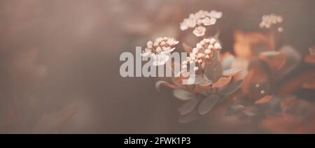 In der Dämmerung des Frühlings blühen zarte weiße kleine Spireublumen an den Zweigen eines Busches mit dunklen Blättern. Natur. Stockfoto