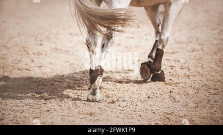 Eine Rückansicht eines galoppierenden grauen Pferdes, das in der Arena mit scheuen Hufen auf dem Sand läuft, beleuchtet von Sonnenlicht. Reitsport. Stockfoto