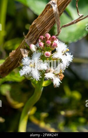 Menyanthes trifoliata eine frühlingsblühende Wildblumen-Wasserteichpflanze mit einer weißen purpurnen Frühlingsblume, die allgemein als Moorbohne bekannt ist, Stock-Foto ima Stockfoto