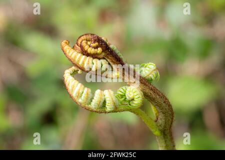 Osmunda regalis eine große grüne Pflanze mit neuen Wedeln, die sich im Frühjahr entfalten und allgemein als königlicher Farn bekannt ist, Stockfoto Stockfoto