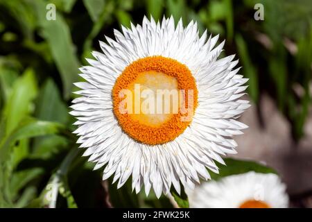 Helichrysum bracteatum eine weißgelbe Sommerblütenpflanze, die allgemein als ewige Blume oder Strohblume bekannt ist, Stock-Foto-Bild Stockfoto