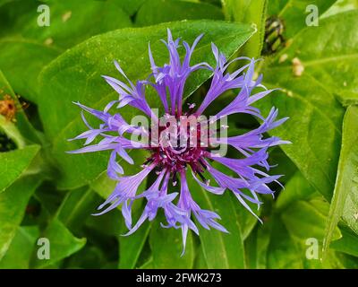 Centaurea montana eine Sommer blühende Pflanze mit einer blauen Sommerblüte, die allgemein als Mountain Bluet bekannt ist, Stockfoto Stockfoto