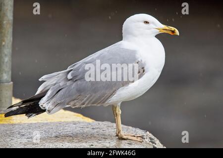 Eine unreife Gelbbeinmöwe (Larus michahellis), die am Kai, Newlyn Harbour, Cornwall, Großbritannien, steht. Stockfoto