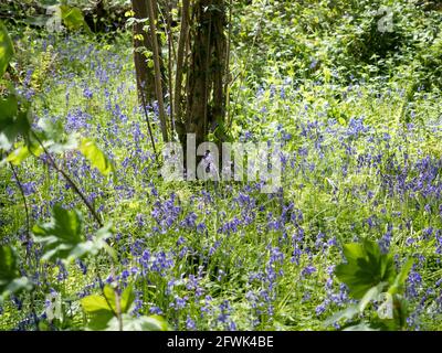 Eine Ansicht der englischen mauve lila violett Bluegells kontrastierend mit Grün am Fuß des Baumes mit getupftem Sonnenlicht durch den Vordergrund Äste und Blätter Stockfoto