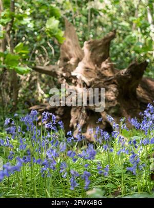 Ein gefallener Baum und freigelegte Wurzeln aus Fokus Bokeh Hintergrund Hinter englisch violett malvenviolett Blubells im Vordergrund mit gedappelt Sonnenlicht Stockfoto