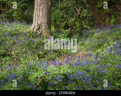 Englische Bluebells am Fuß eines keuschigen Baumes mit Efeu Klettern in getummelten Sonnenlicht mit geschwungenen gewundenen Pfad Verfolgen Stockfoto