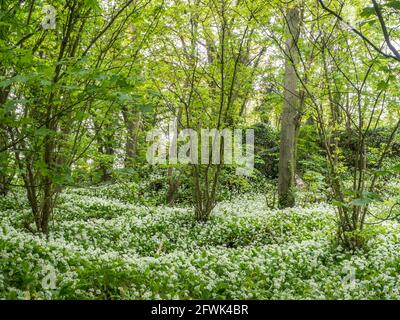 Wilder Knoblauch in Kurven auf einem Waldboden, der sich in Form von acht 8 zwischen Bäumen winkt und verdreht Stockfoto