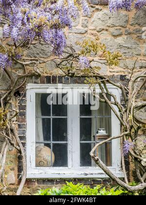 Eine Nahaufnahme der lila violetten Glyzinie, die aufgehängt wird Unten über dem alten englischen Häuschen weiß Holzrahmen Bleifenster Stockfoto