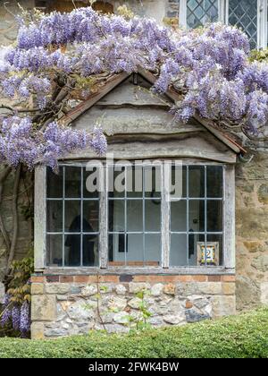 Eine Nahaufnahme der lila violetten Glyzinie, die aufgehängt wird Unten über der alten englischen Hütte weißen Holzrahmen bleite Bucht Angezeigt Stockfoto