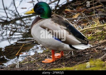 Eine lokale Stockente macht es sich am See am Woodhall Lake in der Nähe von Calverley in Yorkshire leicht. Stockfoto