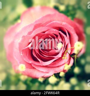 Rosafarbene Rosen in einem Blumenstrauß aus nächster Nähe. Rosa Rose Stockfoto