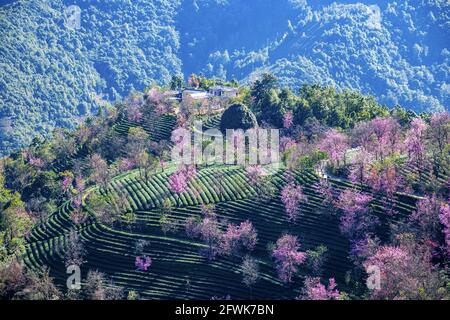 Die Dali in der Provinz yunnan NaJian grenzenloses Meer aus Kamelien Kirschblütental Stockfoto