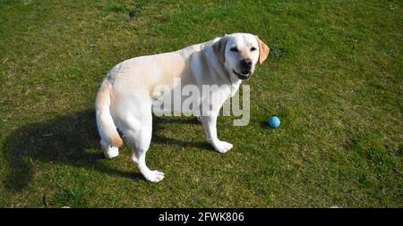 Golden labrador steht im Feld und wartet darauf, mit einem blauen Ball zu spielen. Stockfoto