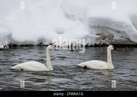 USA, Wyoming, Yellowstone National Park. Paar Trompeter-Schwäne (WILD: Cygnus buccinator) im Winter auf dem Madison River. Stockfoto