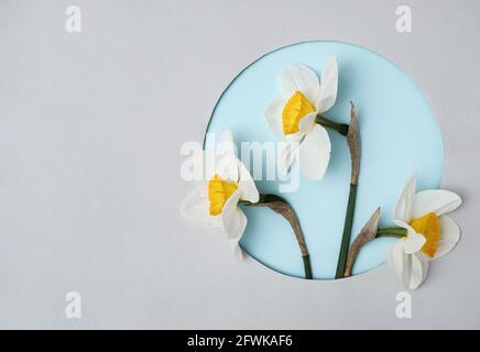 Drei Narzissen im Kreis auf grauem Grund. Frühlingskonzept und Urlaubsgrüße. Stockfoto