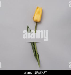 Gelbe, anmutige Tulpe auf grauem Hintergrund. Platz für Einladungstext kopieren. Minimales Frühlings- und Geschenkkonzept. Stockfoto