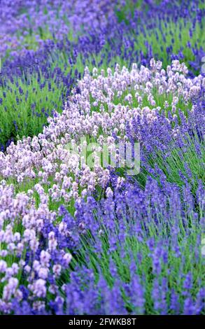 Lavendel im Feld Rechte nur für Großbritannien und IRLAND, ANDERE RECHTE KONTAKT EWASTOCK@GMAIL.COM *** Ortsüberschrift *** 01684086 Stockfoto