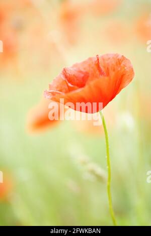 Nahaufnahme eines Mohns im Feld Rechte nur für Großbritannien und IRLAND, ANDERE RECHTE WENDEN SIE SICH AN EWASTOCK@GMAIL.COM Stockfoto