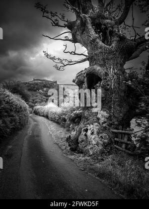 Old Oak Tree, West Wales Stockfoto