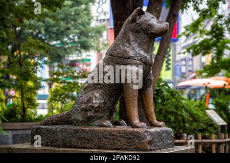 Tokio, Japan - 21. Juni 2016: Hachiko-Statue in Shibuya, Hommage an den treuen Akita-Hund, der täglich auf der Shibuya-Station auf seinen Meister wartete, sogar Stockfoto