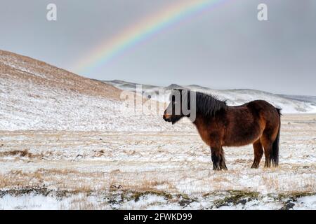 Islandpferd, equus ferus caballus, mit Wintermantel. Diese Rasse kann den harten Bedingungen Islands standhalten. Diese Kastanienstute steht im Schnee Stockfoto
