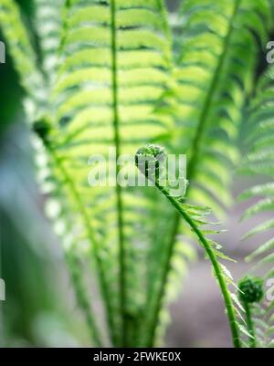 Junge grüne Farnsprossen auf einem unscharfen natürlichen Hintergrund Stockfoto