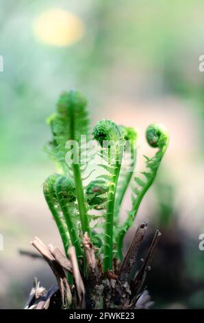 Junge grüne Farnsprossen auf einem unscharfen natürlichen Hintergrund Stockfoto
