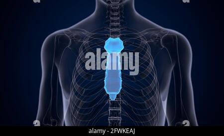 Männliche menschliche Skelettanatomie. 3D Abbildung Stockfoto