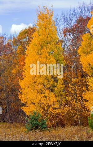 Bigtooth Aspen zeigt seine Herbstfarben in den Pocono Mountains in Pennsylvania Stockfoto