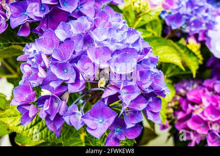 Nahaufnahme eines großen Kopfes der purpurnen Hydrangea macrophylla in einem Garten. Stockfoto