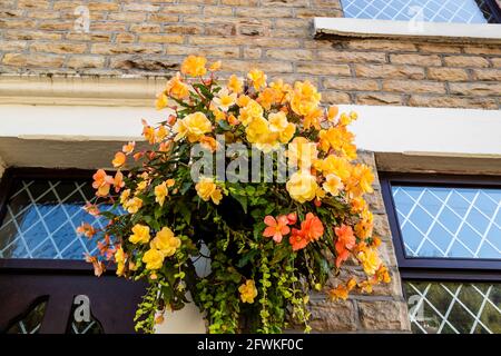 Korb mit nachlaufenden Begonien außerhalb des alten Steinhauses. Stockfoto