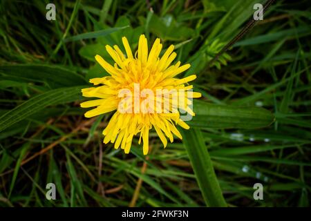 Leuchtend gelbe Nelkendelion-Blume aus der Nähe. Stockfoto