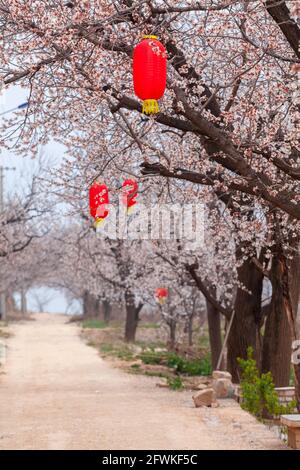 Voll von Mandelblüten Dorf Stockfoto