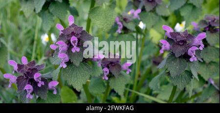 Lamium pureum, bekannt als rote Totennessel, violette Totennessel oder purpurne Erzengel-Blüten in der Nähe Stockfoto