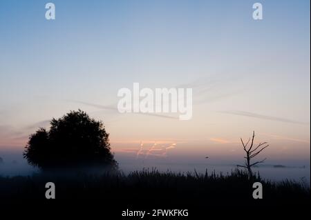 Die Einsamkeit der frühen Morgenröte Nebel in Schichten unter einem kühlen, klaren Himmel vor Sonnenaufgang mit Silhouette eines toten Baumes in Chelmsford, Essex Stockfoto