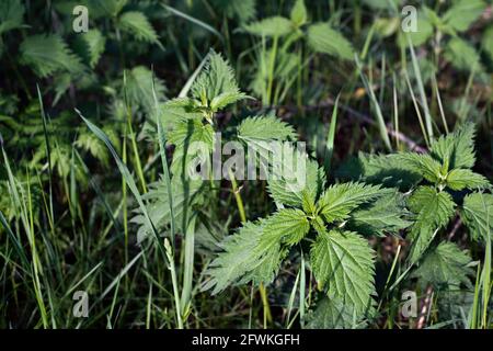 Selektiver Fokus auf Brennnessel im unscharfen Brennnesselhintergrund. Nahaufnahme Stockfoto