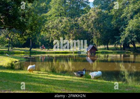 Gänse in der Nähe des Teiches im Park. Erholungsgebiet auf dem Land mit Nische am Ufer. Sommerferienkonzept Stockfoto