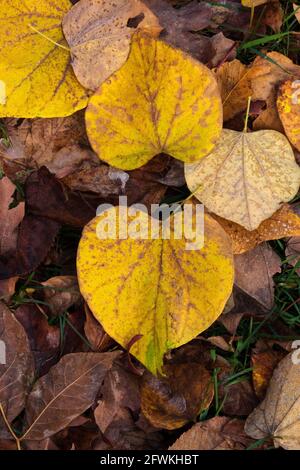 Gefallene östliche Redbud-Blätter in den Pocono Mountains in Pennsylvania Stockfoto