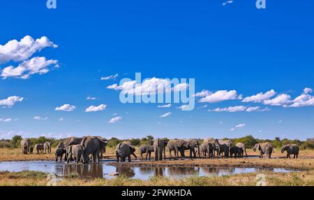 Elefanten an einem Wasserloch, Etosha National Park, Namibia, (Loxodonta Stockfoto