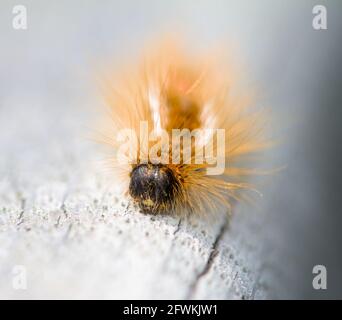 Brauner Schwanz Motte Caterpillar, Euproctis chrysorrhoe, Fütterung auf EINEM Holzlog mit irritierenden braunen Haaren UK Stockfoto