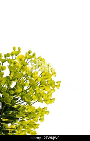 Sub-Arten von Pushorbia characias, Pushorbiaceae, Gewürzblume isoliert auf WEISSEM Hintergrund mit Copy Space UK Stockfoto