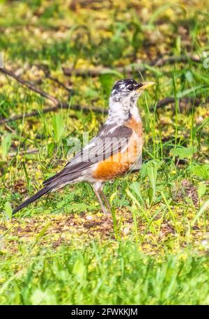 American Robin, ein seltener leucisitischer Vogel, wurde am 18. Mai 2021 in der Innenstadt von Toronto gesehen Stockfoto